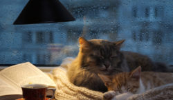 Как избавится от осенней сонливости